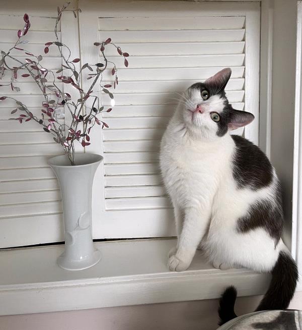 /Images/uploads/Cat Welfare Association/CatWelfare/entries/33898thumb.jpg